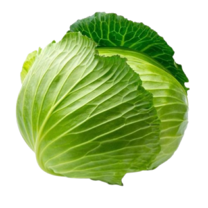 Cabbage