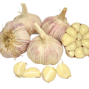 Garlic