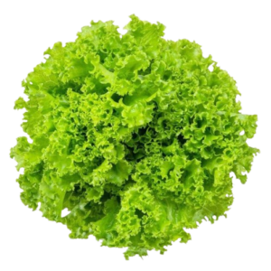 Lettuce